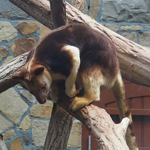Goodfellow's tree kangaroo (Dendrolagus goodfellowi buergersi), 2022-10-29