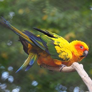 Sun conure (Aratinga solstitialis), 2022-10-29