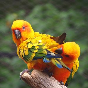 Sun conures (Aratinga solstitialis), 2022-10-29