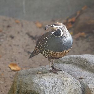 Californian quail (Callipepla californica), 2022-10-29
