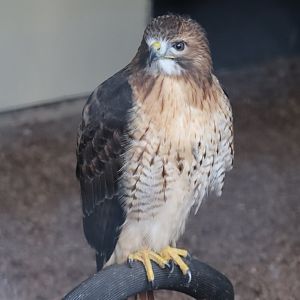 Red-tailed Hawk