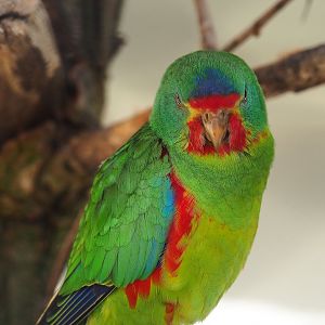 Swift parrot (Lathamus discolor), 2022-10-29