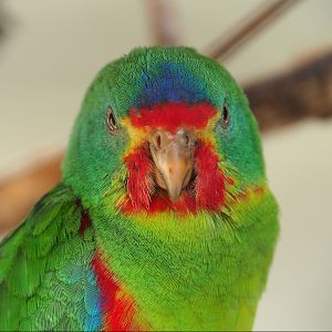 Swift parrot (Lathamus discolor), 2022-10-29