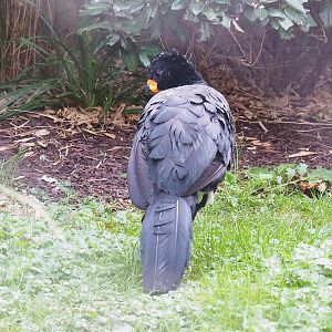 Red-billed curassow (Crax blumenbachii), 2022-10-29