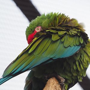 Mexican military macaw (Ara militaris mexicana), 2022-10-29