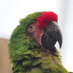 Mexican military macaw (Ara militaris mexicana), 2022-10-29