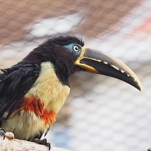 Chestnut-eared aracari (Pteroglossus castanotis), 2022-10-29