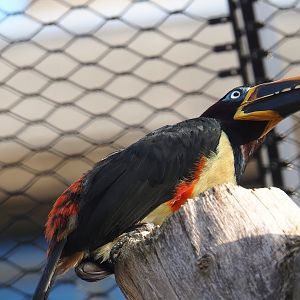 Chestnut-eared aracari (Pteroglossus castanotis), 2022-10-29