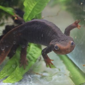 Himalayan Newt