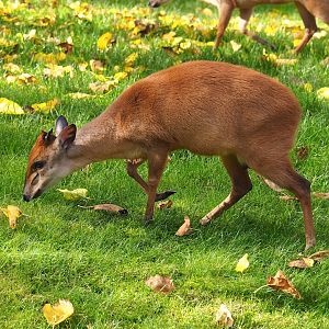 Natal red duiker (Cephalophus natalensis), 2022-10-29