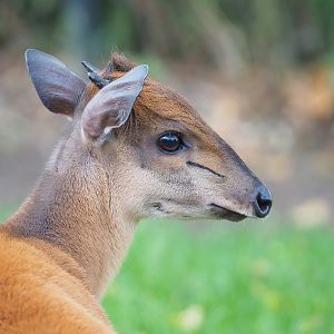 Natal red duiker (Cephalophus natalensis), 2022-10-29