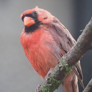 Northern cardinal (Cardinalis cardinalis), 2022-10-29