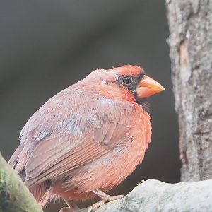 Northern cardinal (Cardinalis cardinalis), 2022-10-29