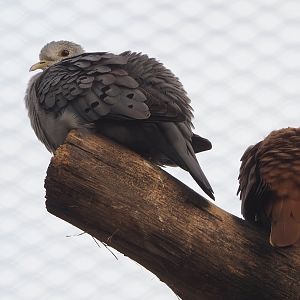 Blue ground dove (Claravis pretiosa), 2022-10-29