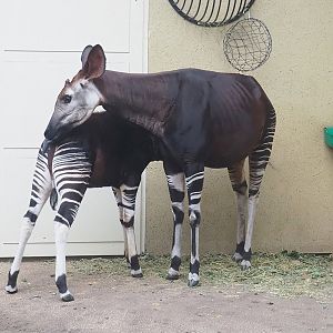 Okapis (Okapia johnstoni), 2022-10-29