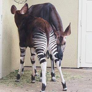 Okapis (Okapia johnstoni), 2022-10-29
