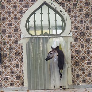 Okapi leaving the Moorish Temple, 2022-10-29