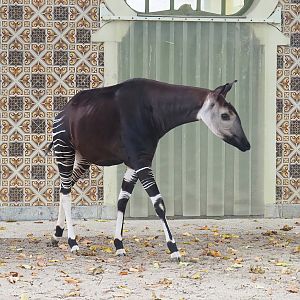 Okapi (Okapia johnstoni) by the Moorish Temple, 2022-10-29