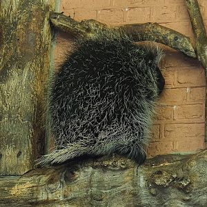 North American porcupine (Erethizon dorsatum), 2022-10-29