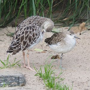 Ruffs (Calidris pugnax), 2022-10-29