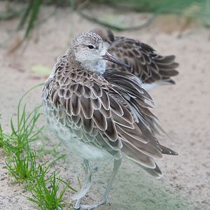 Ruff (Calidris pugnax), 2022-10-29