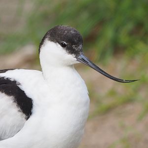 Pied avocet (Recurvirostra avosetta), 2022-10-29