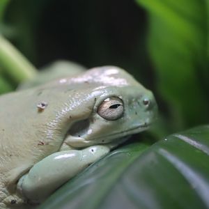 Australian Tree Frog