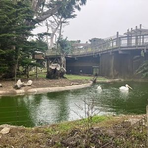 Pink-backed and American Pelicans