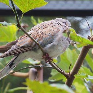 European turtle dove (Streptopelia turtur turtur), 2022-10-29