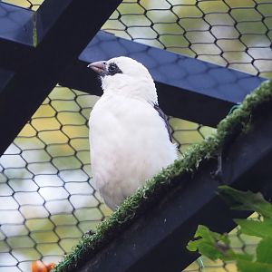 White-headed buffalo weaver (Dinemellia dinemelli), 2022-10-29