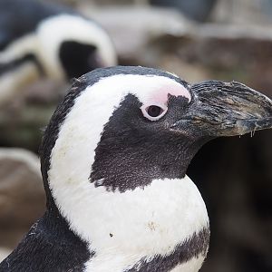 African penguin (Spheniscus demersus), 2022-10-29