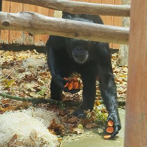 Chimpanzee (Pan troglodytes) collecting food, 2022-10-29