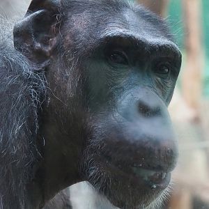 Chimpanzee (Pan troglodytes), 2022-10-29
