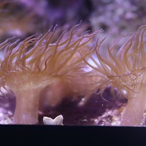 Aiptasia Anemone spp.