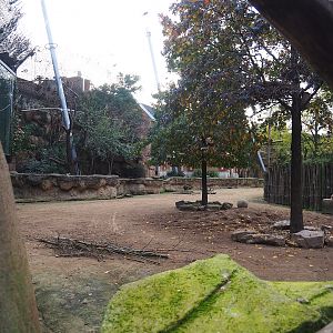 Savanna aviary - Cape buffalo paddock with bird area behind it, 2022-10-29