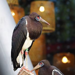 Abdim's stork (Ciconia abdimii), 2022-10-29