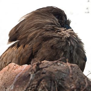 Hamerkop (Scopus umbretta), 2022-10-29