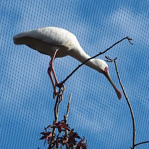 African spoonbill (Platalea alba), 2022-10-29