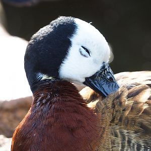 White-faced whistling duck (Dendrocygna viduata), 2022-10-29