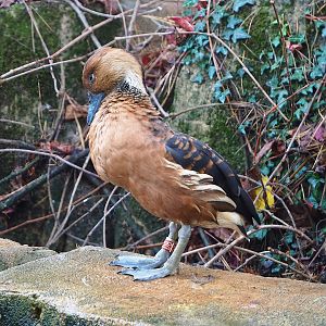 Fulvous whistling duck (Dendrocygna bicolor), 2022-10-29
