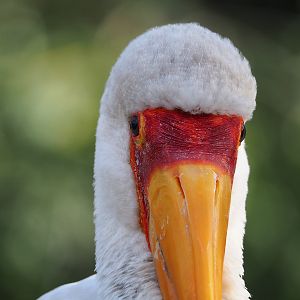 Yellow-billed stork (Mycteria ibis), 2022-10-29