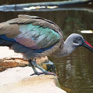 Hadada ibis (Bostrychia hagedash), 2022-10-29