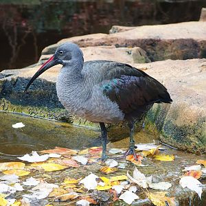 Hadada ibis (Bostrychia hagedash), 2022-10-29