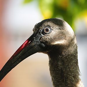 Hadada ibis (Bostrychia hagedash), 2022-10-29