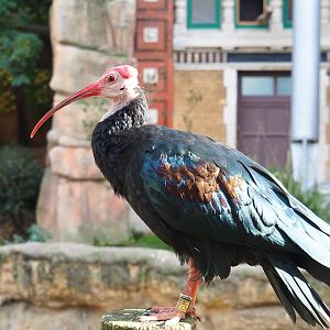 Southern bald ibis (Geronticus calvus), 2022-10-29