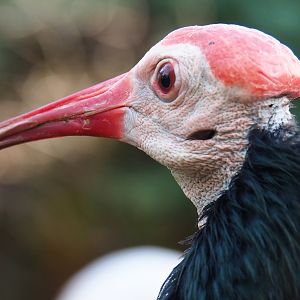 Southern bald ibis (Geronticus calvus), 2022-10-29