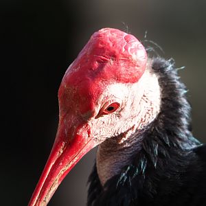 Southern bald ibis (Geronticus calvus), 2022-10-29