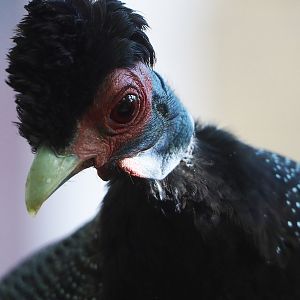 Crested guineafowl (Guttera pucherani), 2022-10-29