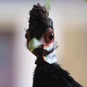 Crested guineafowl (Guttera pucherani), 2022-10-29