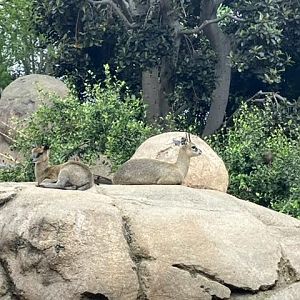Klipspringer